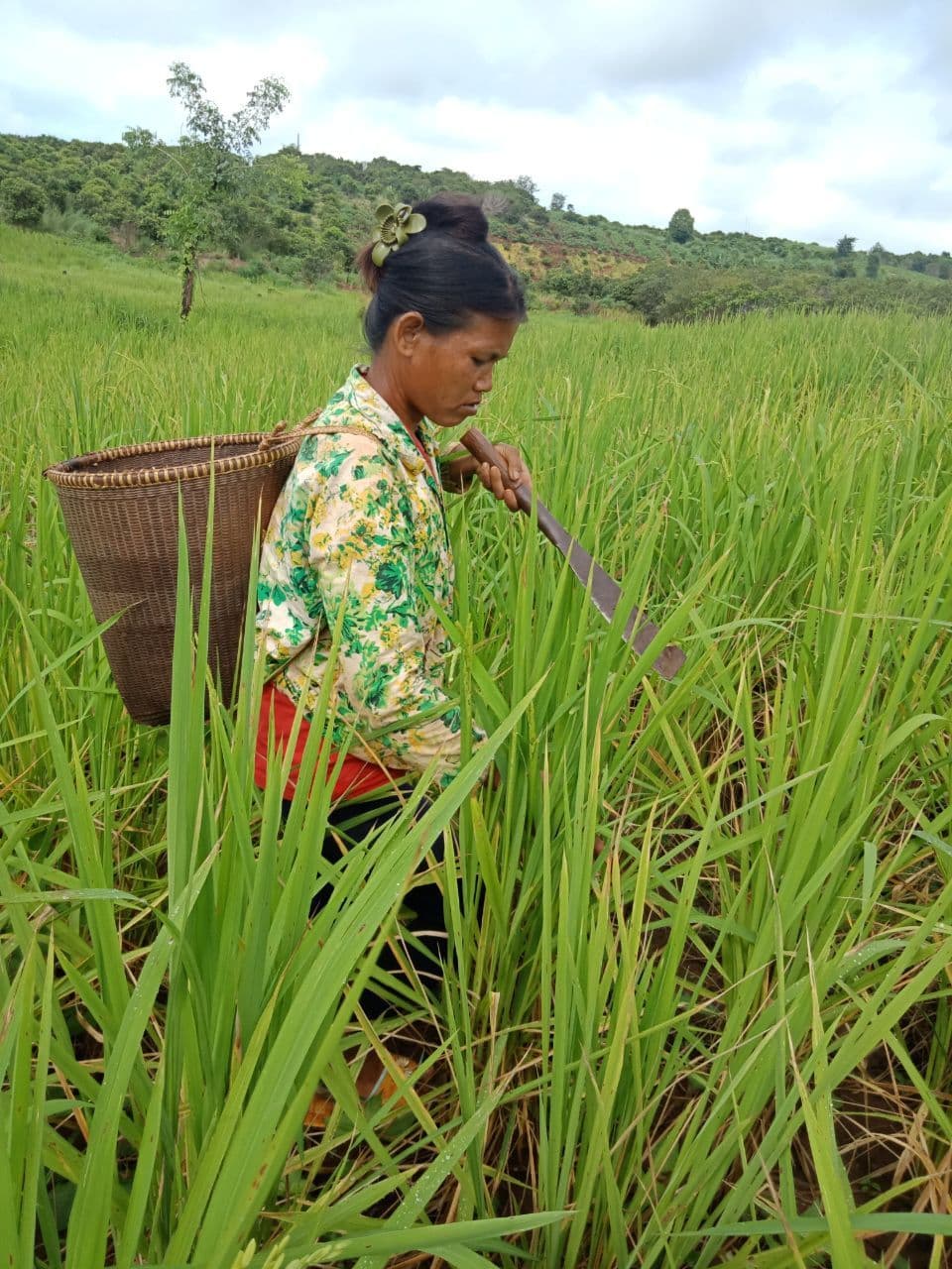 A Jarai woman walking to her rice field in Cambodia
