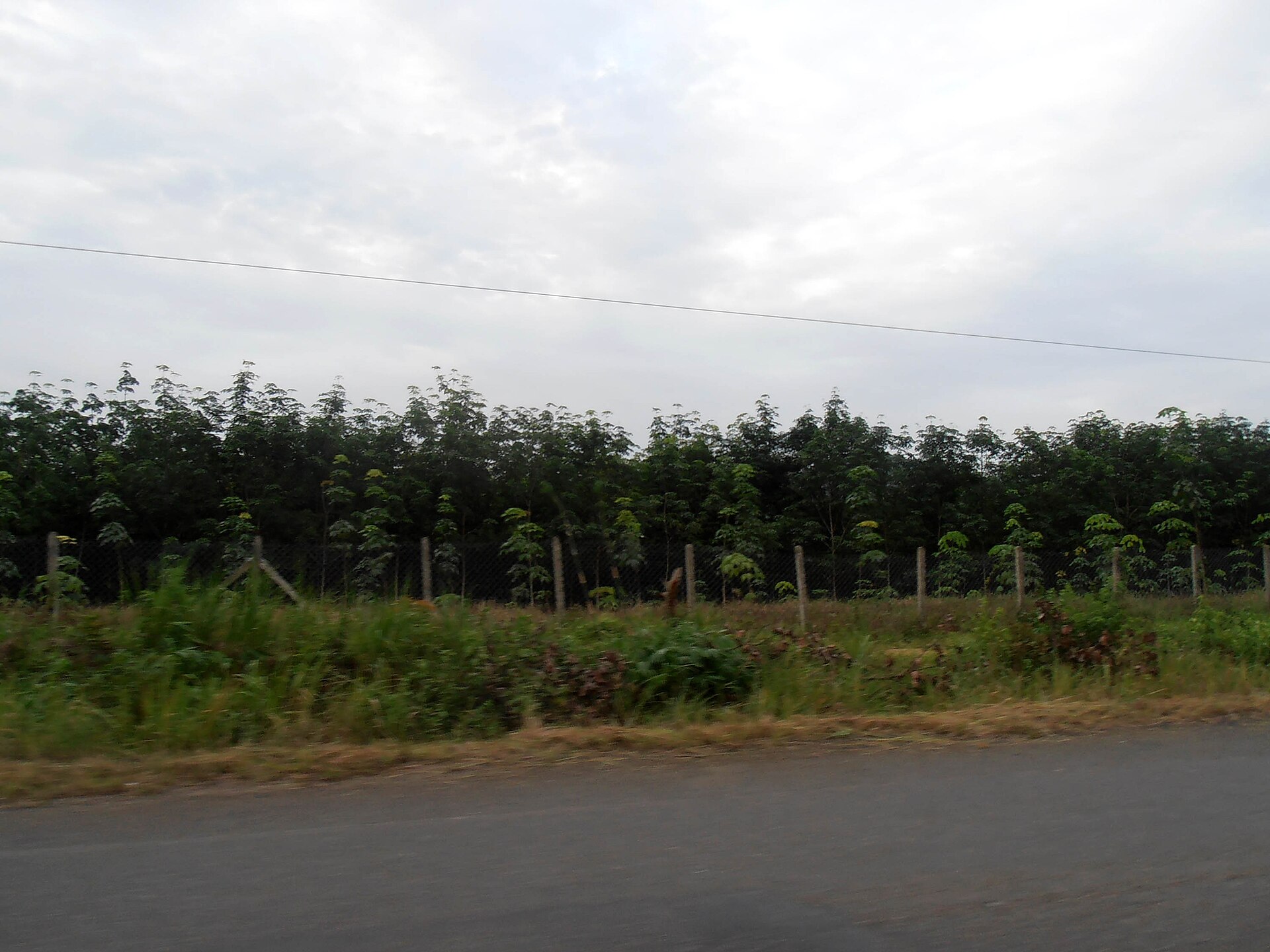 Young rubber trees in straight rows on cleared red earth