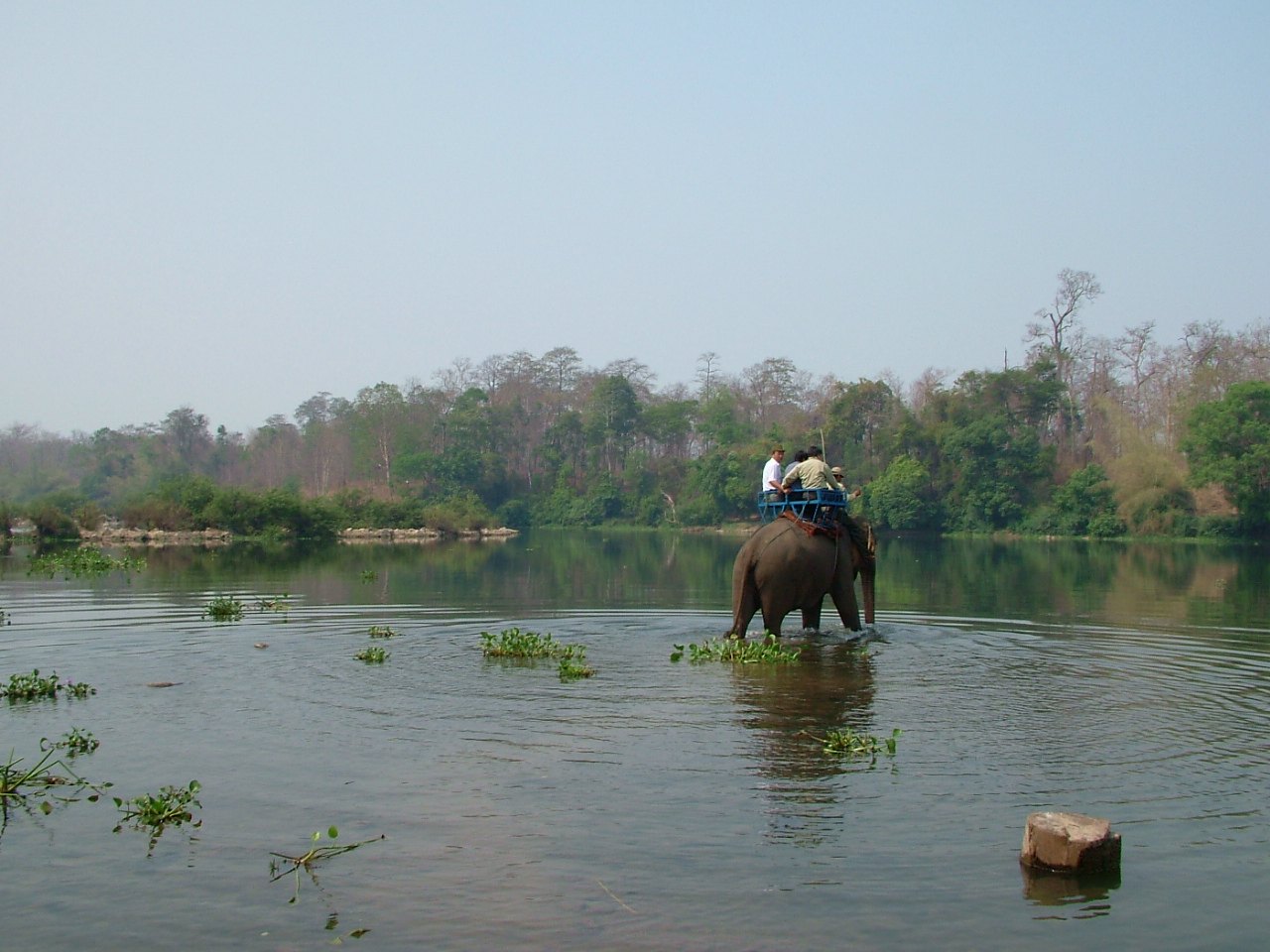 A wide slow river with an elephant standing in the shallows
